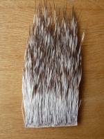 peccary